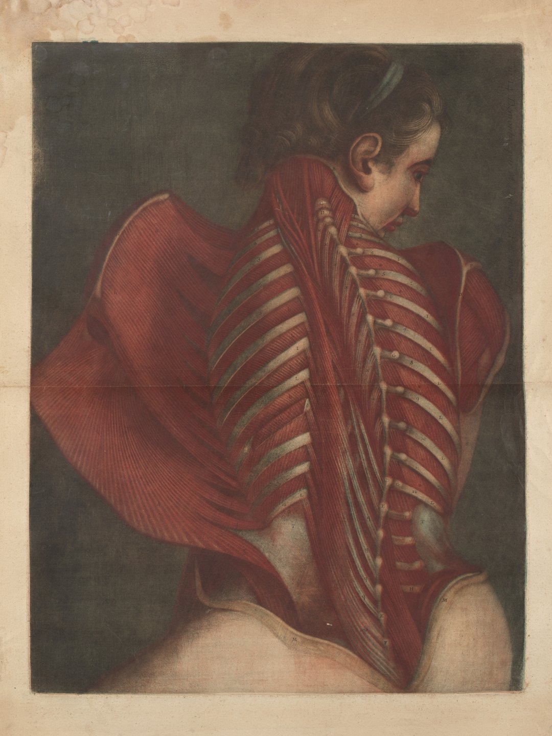 Achttiende-eeuwse anatomische prent van de rugspieren van een figuur die over de schouder kijkt