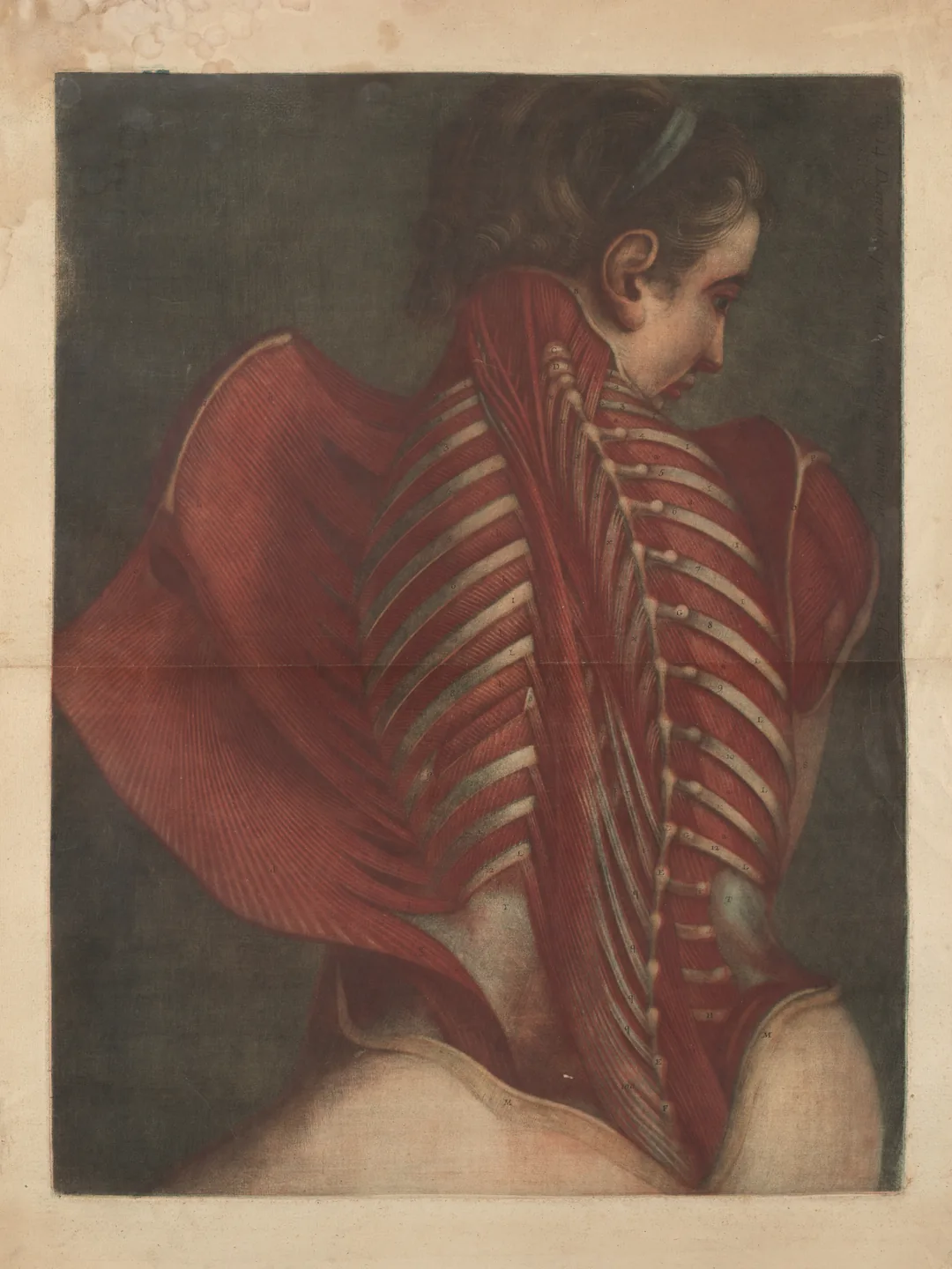 Achttiende-eeuwse anatomische prent van de rugspieren van een figuur die over de schouder kijkt